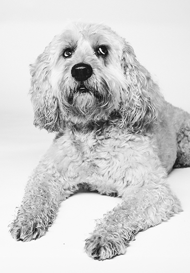 FRE Teamseite Kanzleihund 2