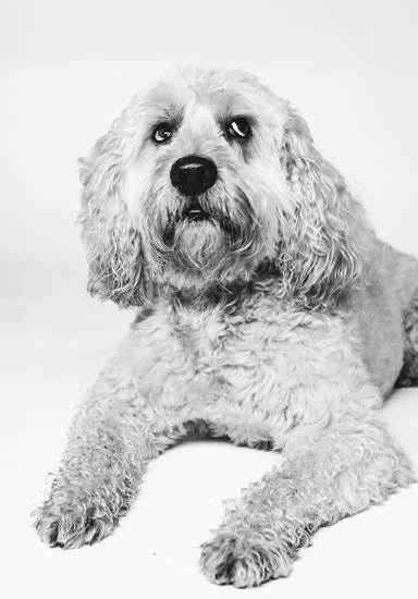 FRE Teamseite Kanzleihund 1